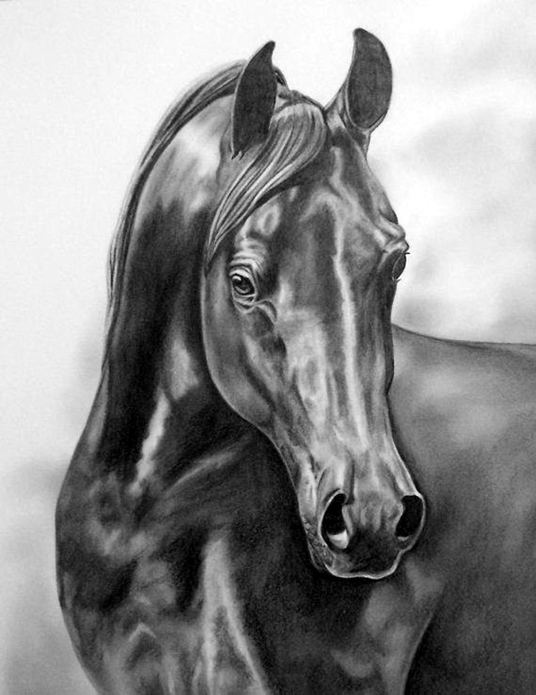 Realistic Animal Pencil Drawings (35)