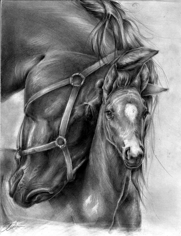 Realistic Animal Pencil Drawings (36)