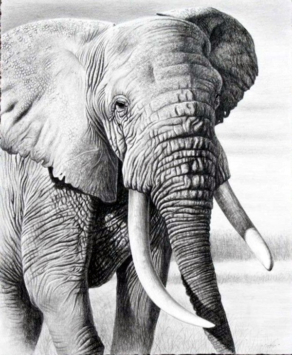 Realistic Animal Pencil Drawings (37)