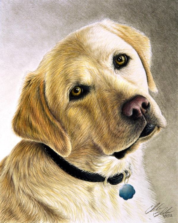 Realistic Animal Pencil Drawings (38)