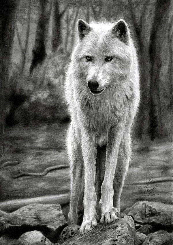 Realistic Animal Pencil Drawings (5)