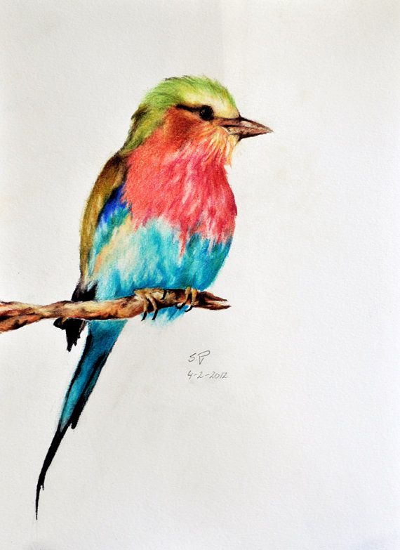 colored pencil art 11