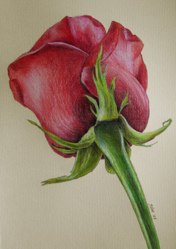 colored pencil art 12