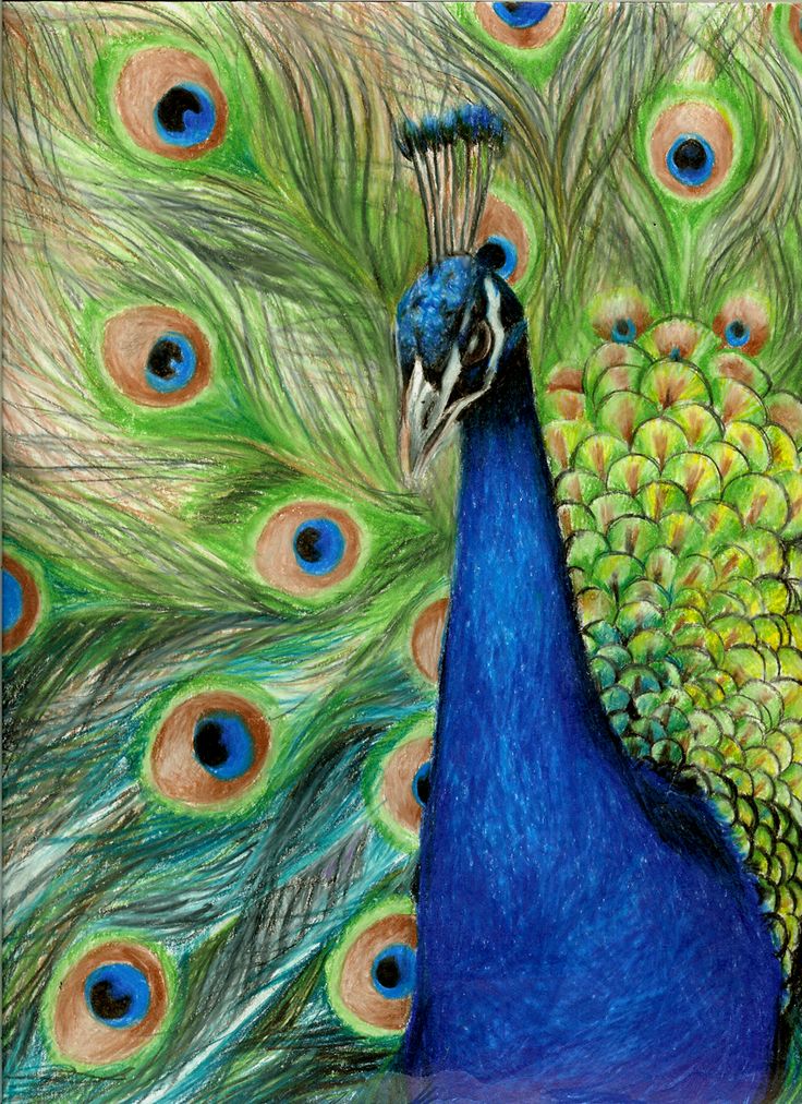 colored pencil art 16