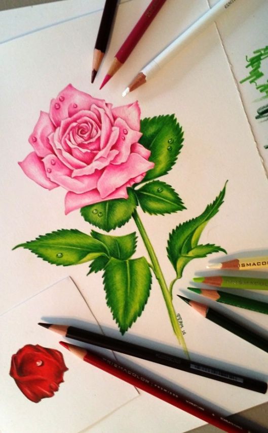 colored pencil art 9