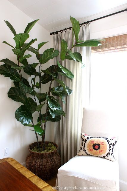 indoor plant ideas 13