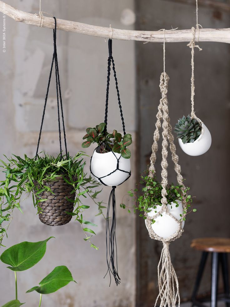 indoor plant ideas 14