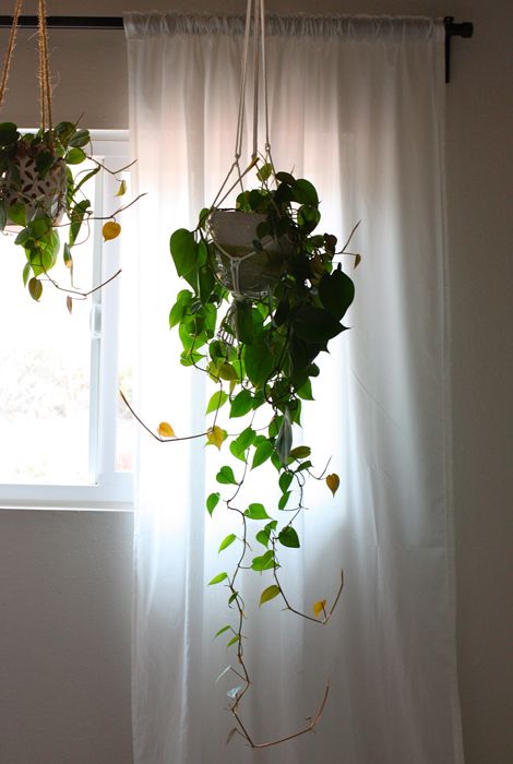 indoor plant ideas 16