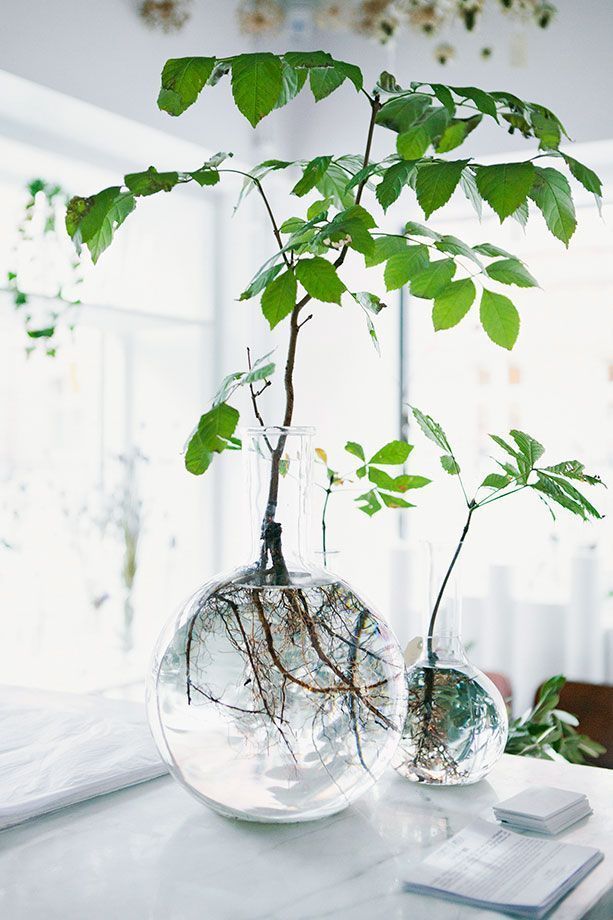 indoor plant ideas 21