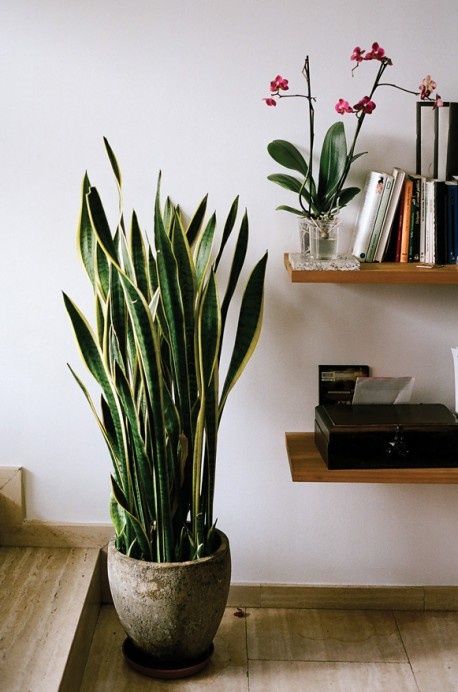 indoor plant ideas 22