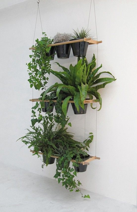 indoor plant ideas 23