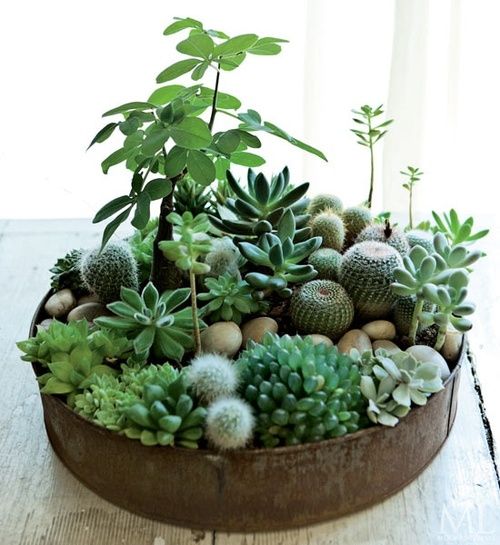 indoor plant ideas 24