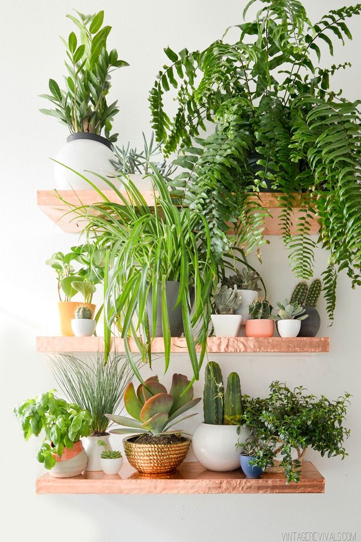 indoor plant ideas 27