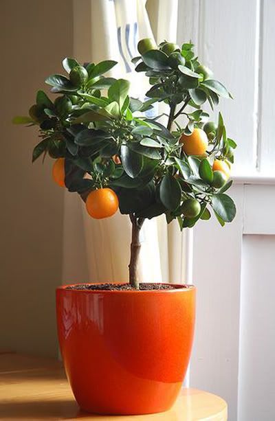 indoor plant ideas 9