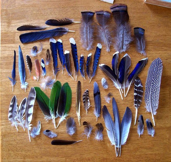 An Amazing Hobby of painted feathers (24)