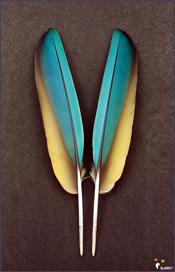 An Amazing Hobby of painted feathers (8)