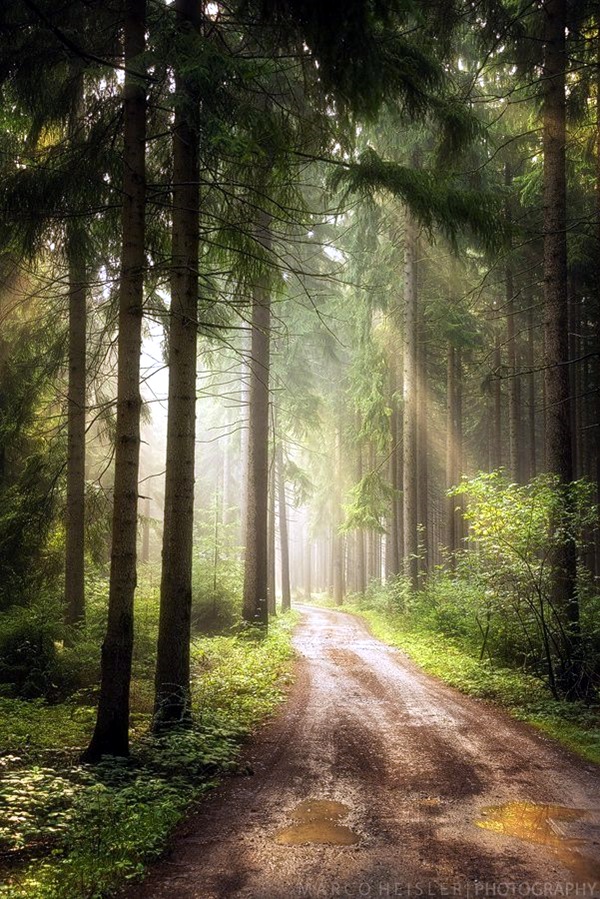 Fascinating Photographs of Forest Paths to another world (1)