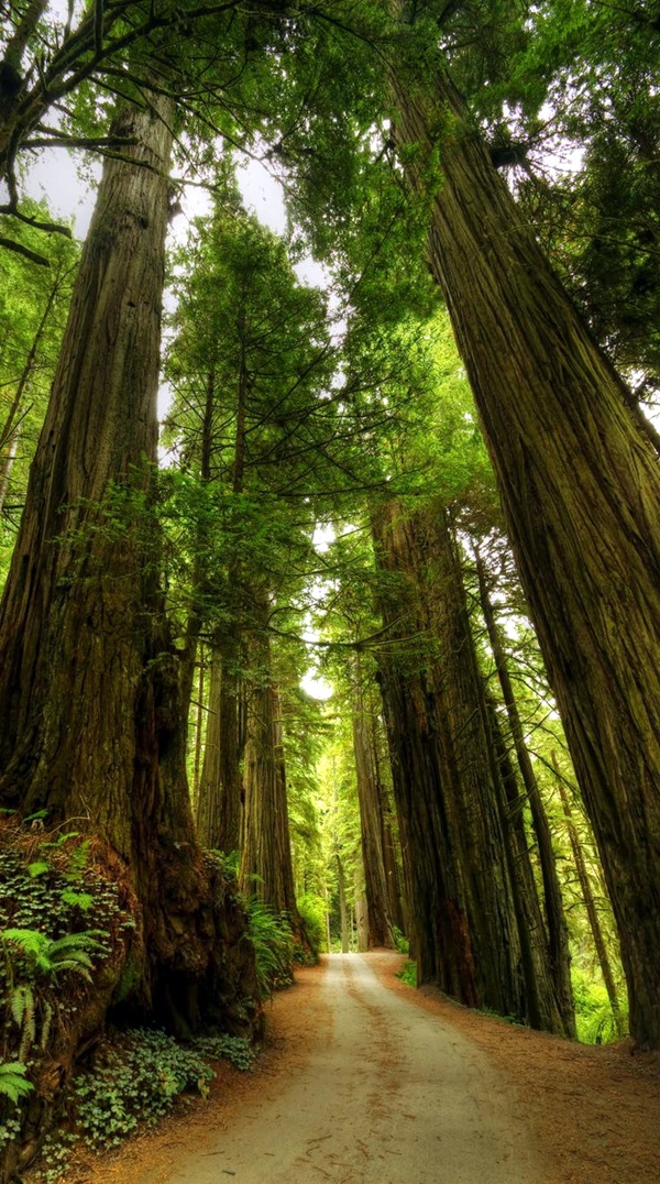 Fascinating Photographs of Forest Paths to another world (11)