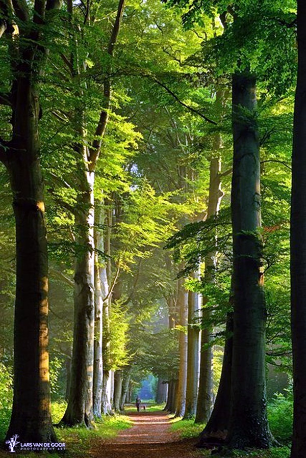 Fascinating Photographs of Forest Paths to another world (12)