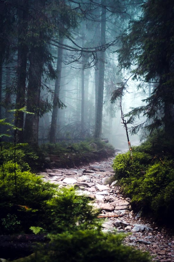 Fascinating Photographs of Forest Paths to another world (13)