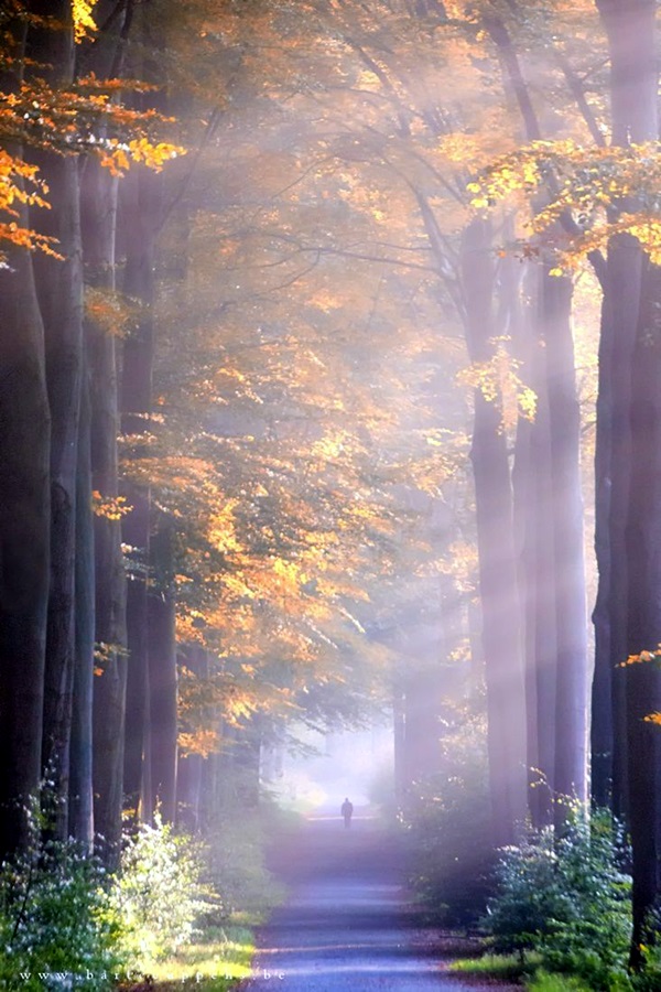 Fascinating Photographs of Forest Paths to another world (14)