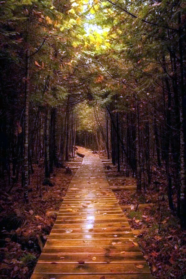 Fascinating Photographs of Forest Paths to another world (15)