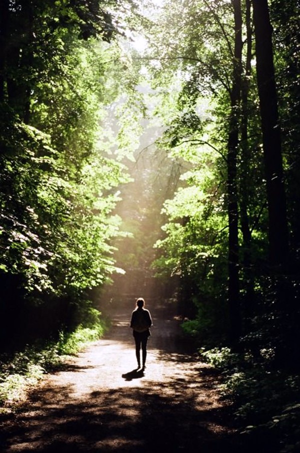 Fascinating Photographs of Forest Paths to another world (16)