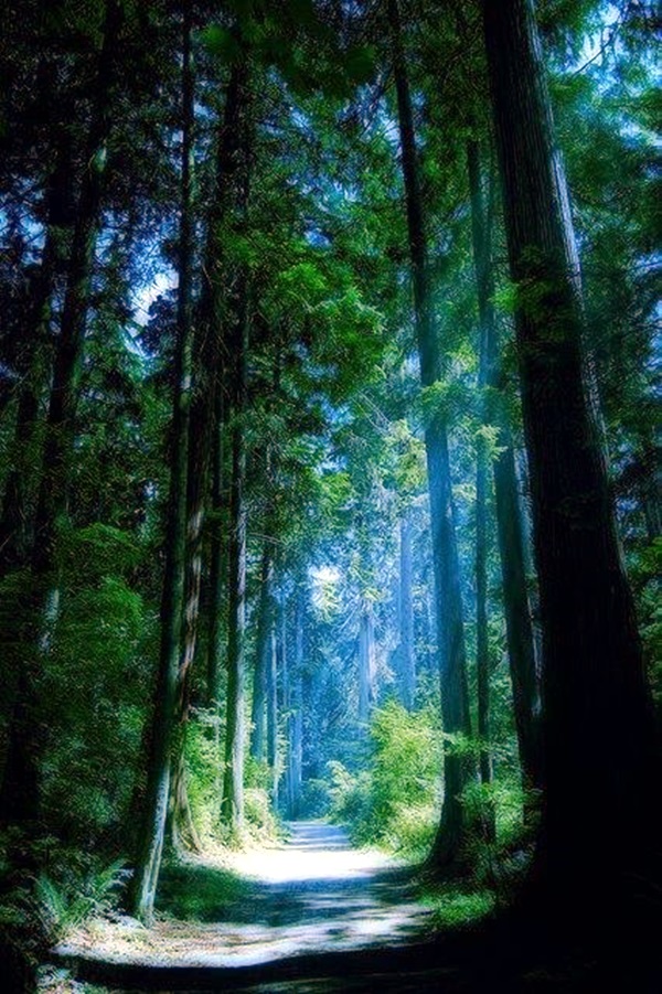 Fascinating Photographs of Forest Paths to another world (17)