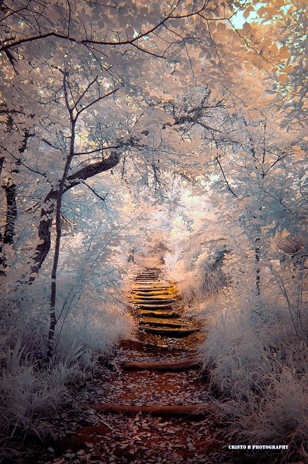 Fascinating Photographs of Forest Paths to another world (19)