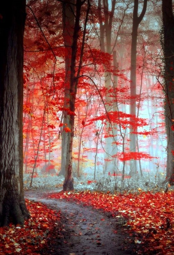 Fascinating Photographs of Forest Paths to another world (2)
