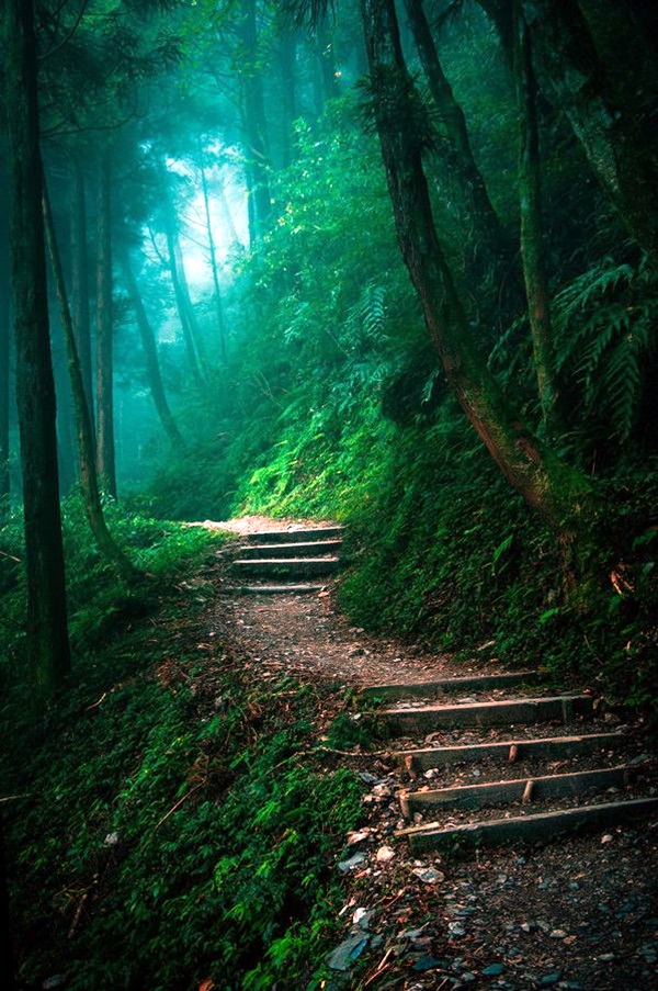 Fascinating Photographs of Forest Paths to another world (20)