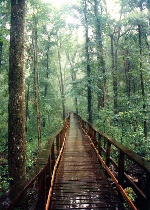 Fascinating Photographs of Forest Paths to another world (21)