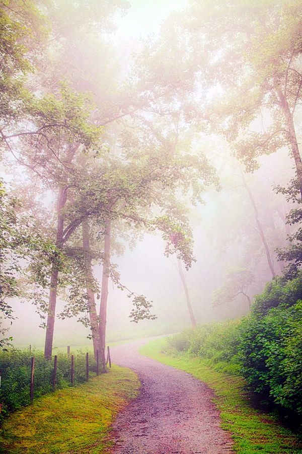 Fascinating Photographs of Forest Paths to another world (22)