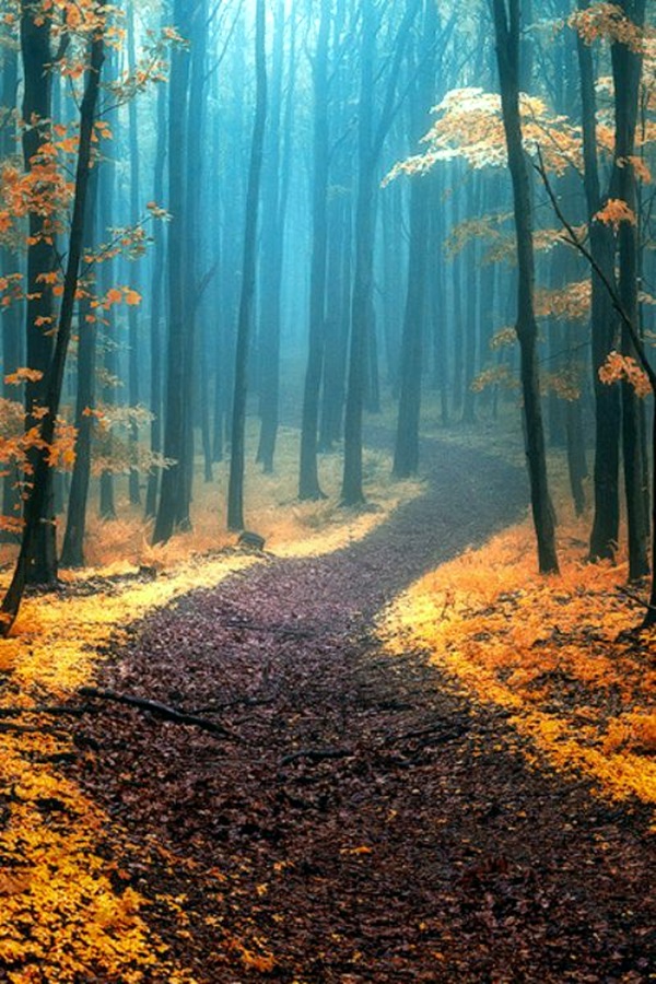 Fascinating Photographs of Forest Paths to another world (23)