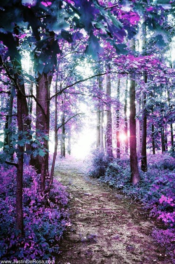 Fascinating Photographs of Forest Paths to another world (24)