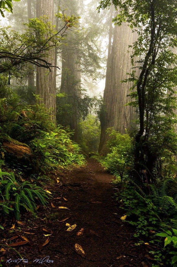 Fascinating Photographs of Forest Paths to another world (25)
