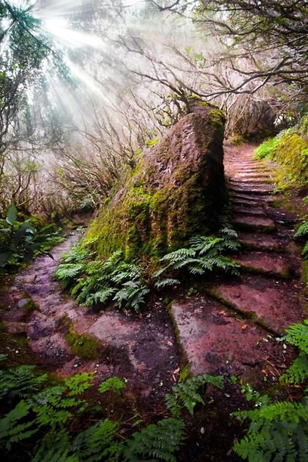 Fascinating Photographs of Forest Paths to another world (26)