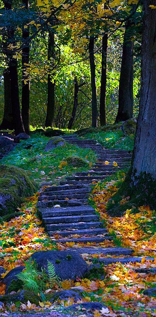 Fascinating Photographs of Forest Paths to another world (28)