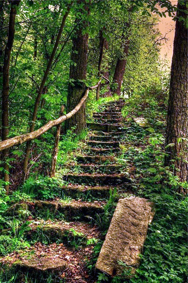 Fascinating Photographs of Forest Paths to another world (29)