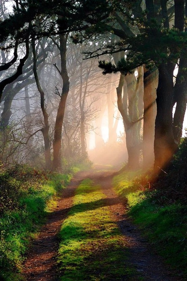 Fascinating Photographs of Forest Paths to another world (3)