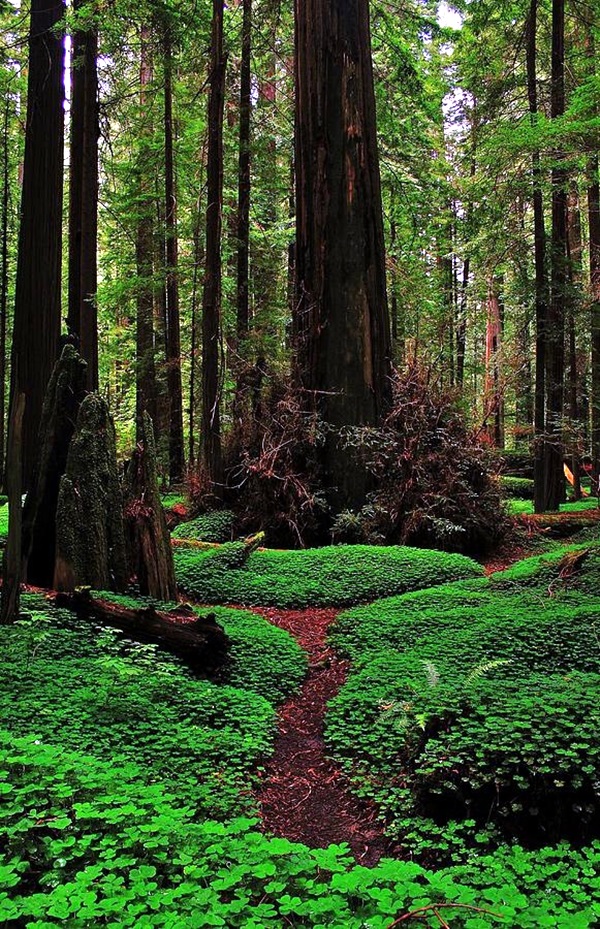 Fascinating Photographs of Forest Paths to another world (30)