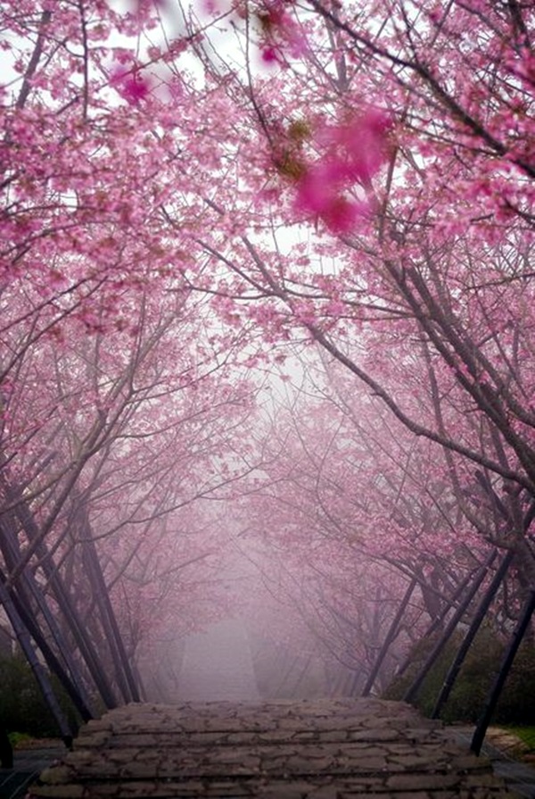 Fascinating Photographs of Forest Paths to another world (31)