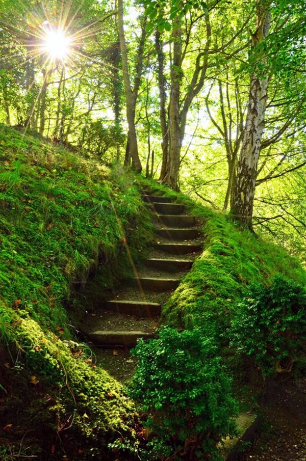 Fascinating Photographs of Forest Paths to another world (32)