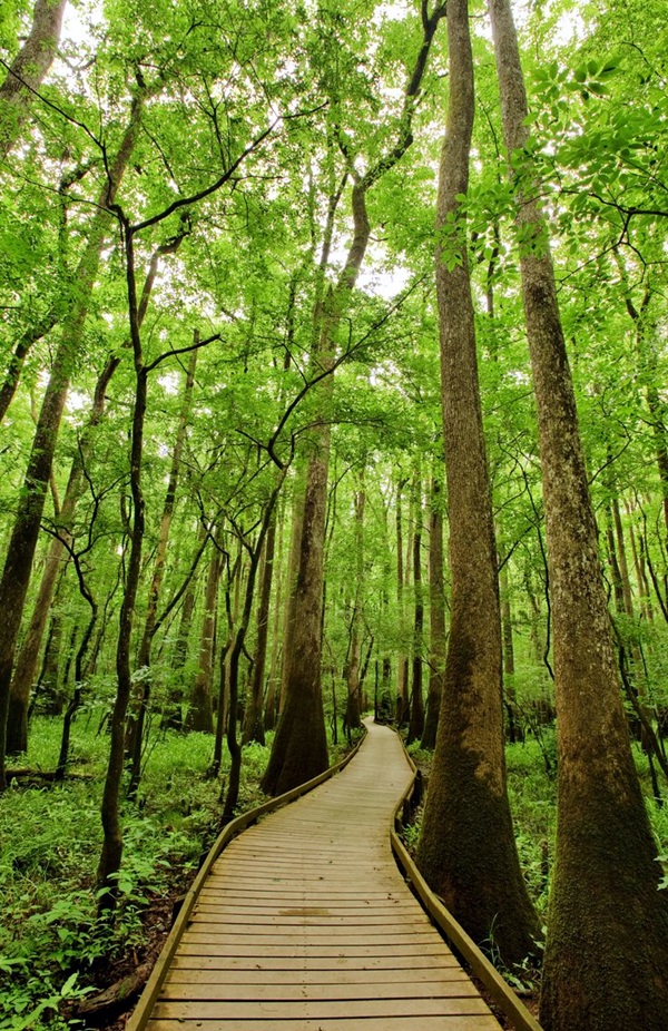 Fascinating Photographs of Forest Paths to another world (33)