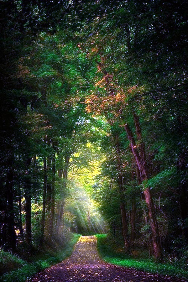 Fascinating Photographs of Forest Paths to another world (34)