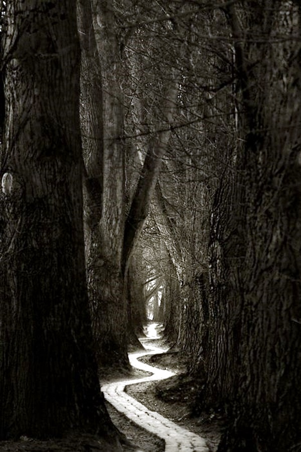 Fascinating Photographs of Forest Paths to another world (35)