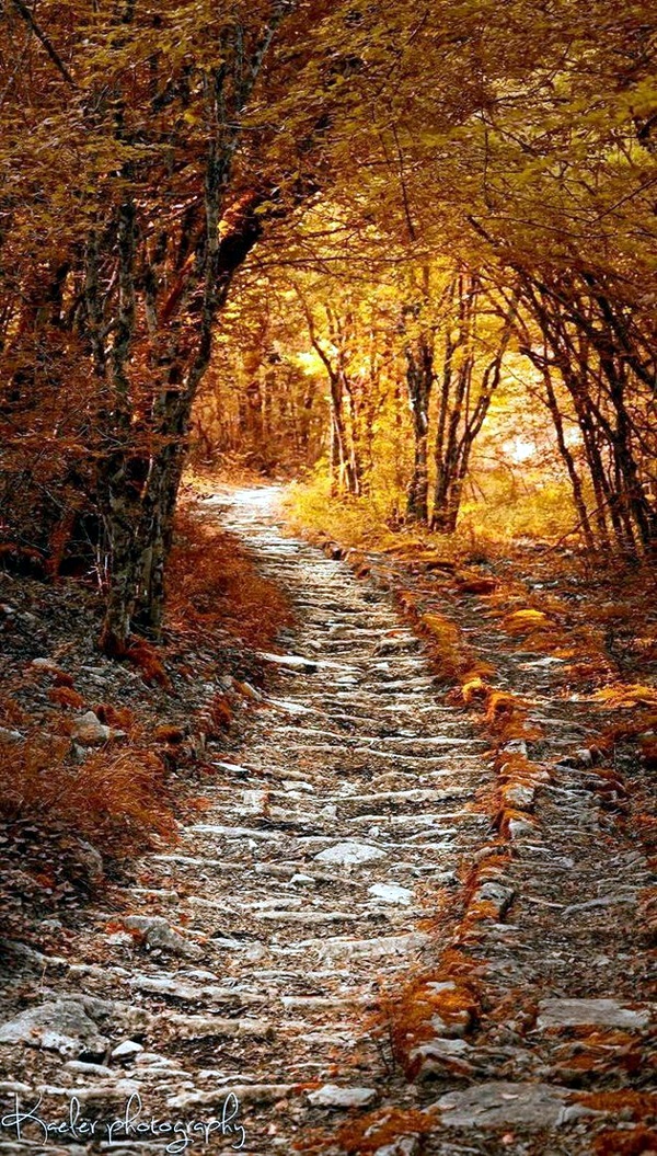 Fascinating Photographs of Forest Paths to another world (36)