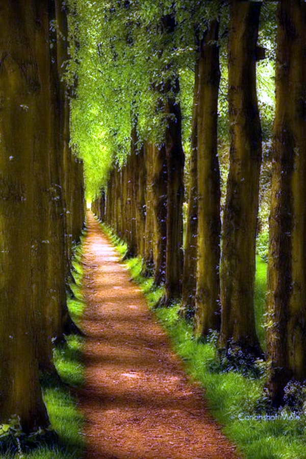 Fascinating Photographs of Forest Paths to another world (37)