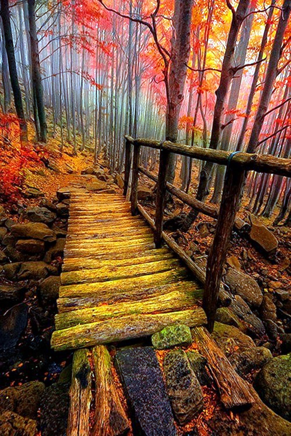 Fascinating Photographs of Forest Paths to another world (38)