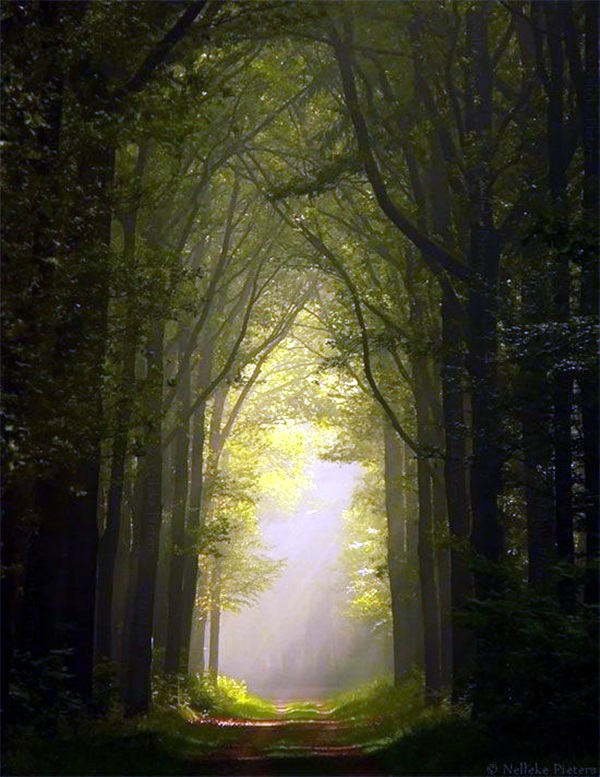 Fascinating Photographs of Forest Paths to another world (39)